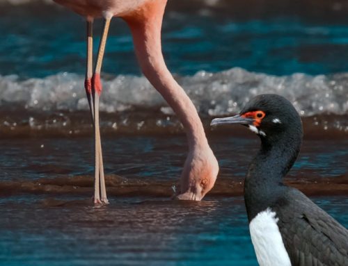 Aves patagónicas